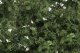 Shrubs & Saplings -- Medium Grn 60 Cubic Inches, HO, Woodland Scenics 1129