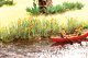 Water Lillies - Laser-Cut Minis(R) -- Makes 18 Plants, HO, Noch Gmbh & Co 14140