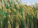 Reeds pkg(40) -- Height: 1′ 2.5cm, HO, Bachmann Industries 32514