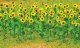 Sunflowers - Assembled -- 1′ 2.5cm Tall pkg(16), HO, JTT Miniature Tree 95523