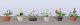 Assorted Potted Flower Plants -- Set 3 pkg(6), O, JTT Miniature Tree 95570