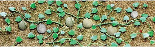 Cantaloupe Patch -- pkg(6), HO, JTT Miniature Tree 95573