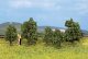 Bushes In Bloom pkg(5) -- 1-3/16 to 1-9/16′ 3 to 4cm, All Scales, Noch Gmbh & Co 25420