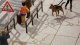 Large Concrete Slabs/Sidewalks - Laser-Cut Kit -- 1/2 x 1/2′ 1.3 x 1.3cm pkg(45), N, Noch Gmbh & Co 14629