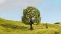 Apple Tree, NOCH 20145