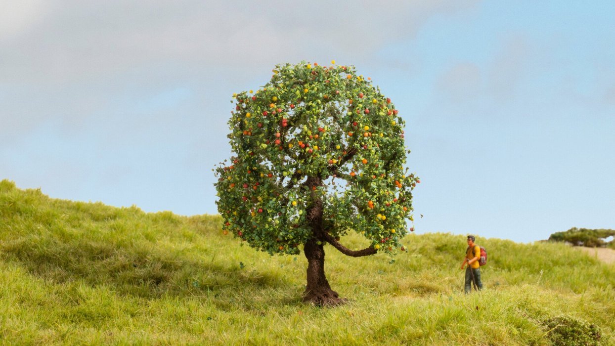 Apple Tree, NOCH 20145