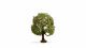 Apple Tree, NOCH 20145