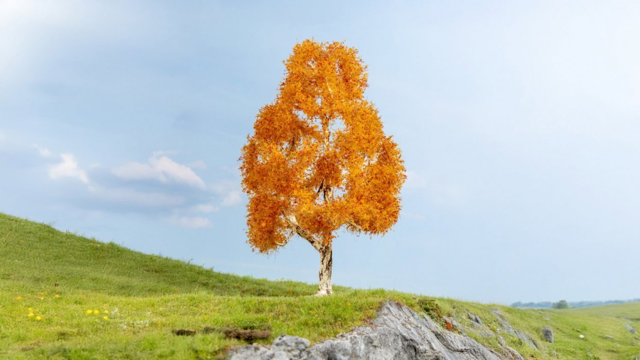 New Birch, autumnal, NOCH 20129