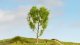 Downy Birch Tree, NOCH 20125