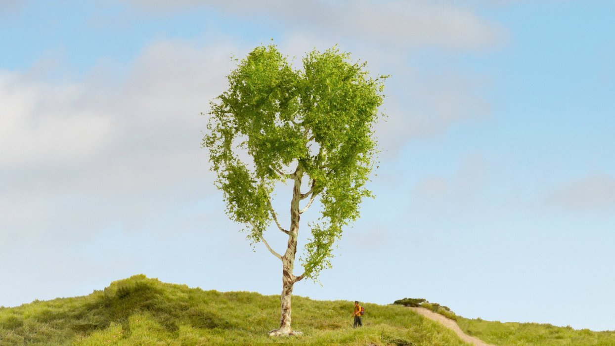 Downy Birch Tree, NOCH 20125
