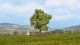 Fruit Tree, NOCH 21550