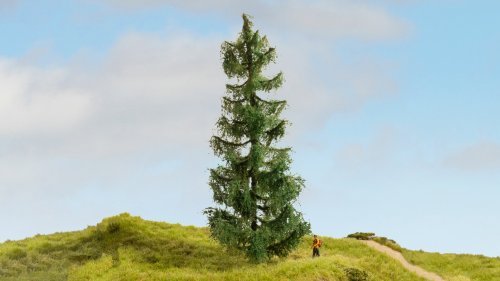 Spruce Tree, NOCH 20190