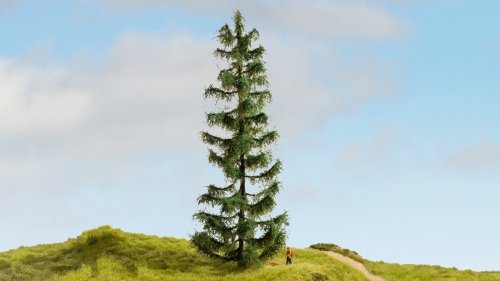 Spruce Tree, NOCH 20192