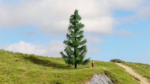 Spruce Tree, NOCH 20193