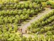 Vines, NOCH 21545