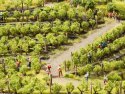 Vines, NOCH 21545