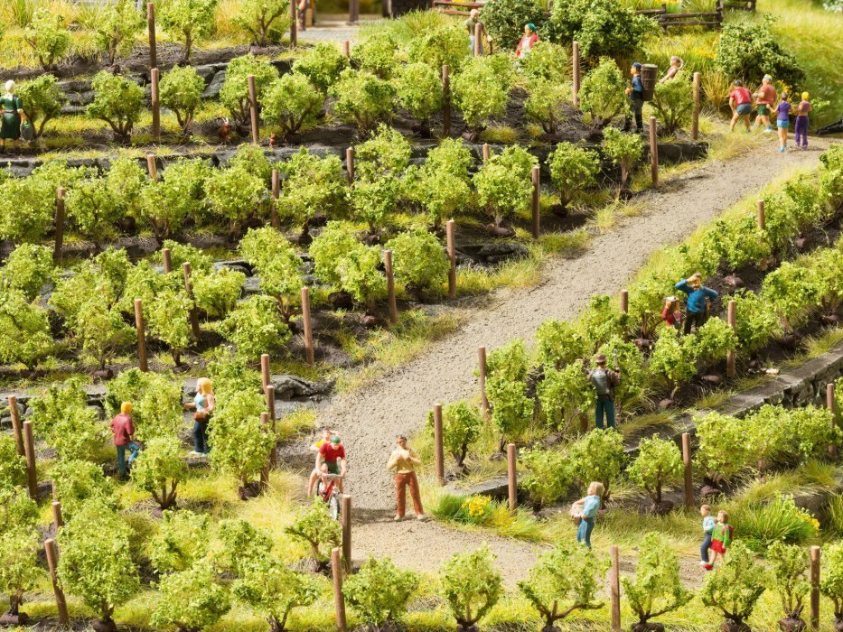 Vines, NOCH 21545