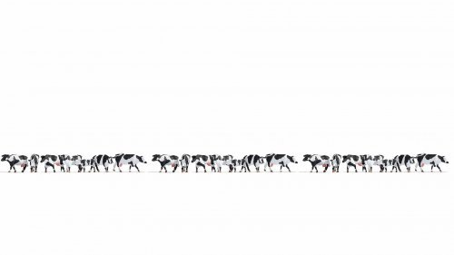 XL Set “Black & White Cows”, NOCH 16164