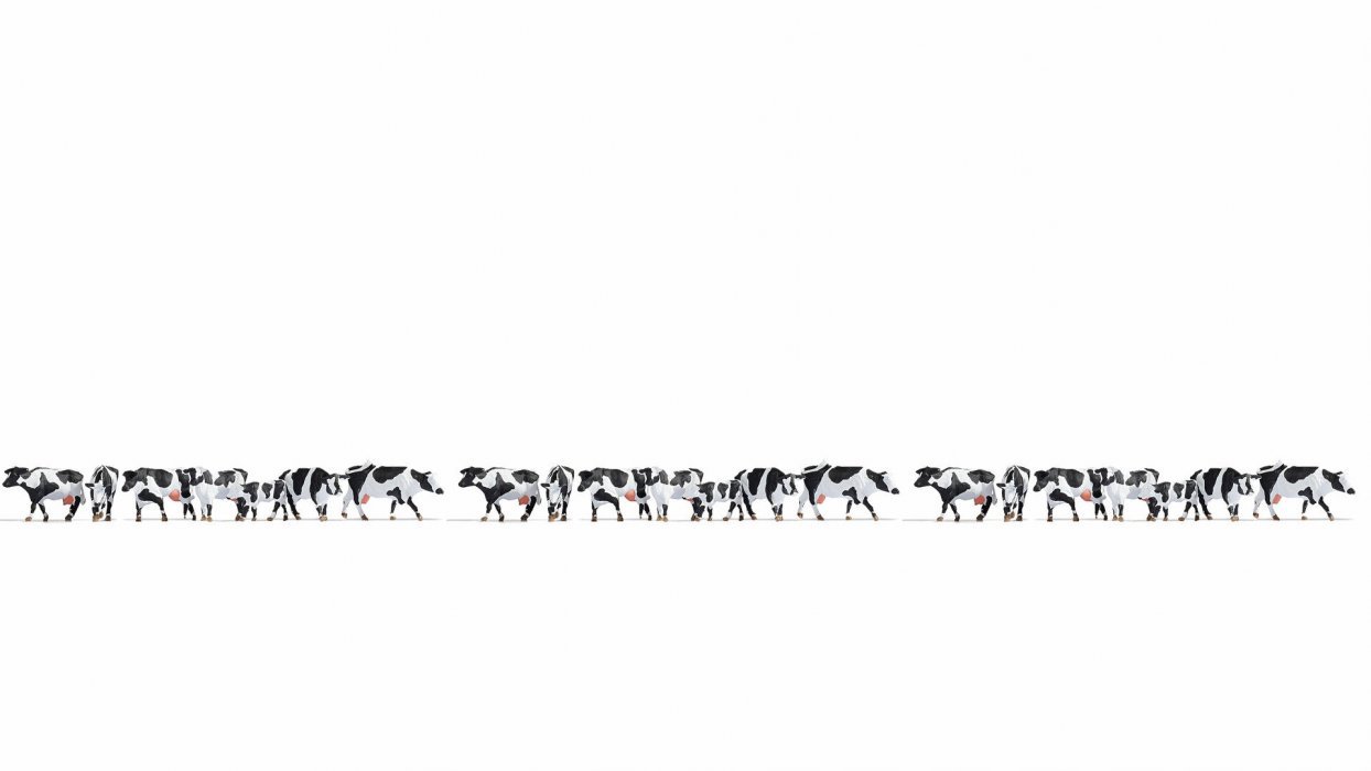 XL Set “Black & White Cows”, NOCH 16164