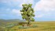Trees -- Acacia Muli-Trunk - 15 cm, HO, NOCH 21660