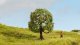 Apple Tree, NOCH 20145