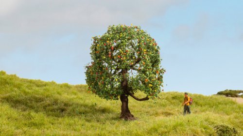 Apple Tree, NOCH 20145