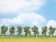 Birch Trees, NOCH 25096