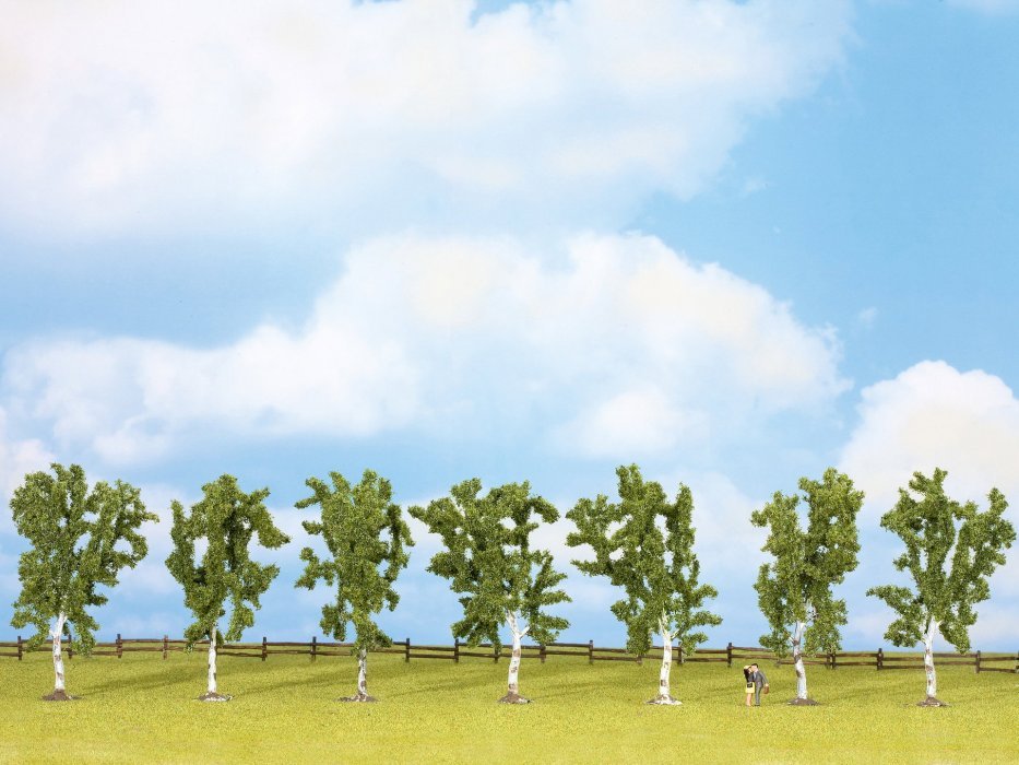 Birch Trees, NOCH 25096