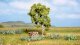 Birch, NOCH 21640