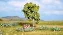 Birch, NOCH 21640
