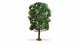 Chestnut Tree - Master -- 7-1/2′ 19cm Tall, All Scales, NOCH 20105