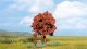 Copper Beech, NOCH 21730