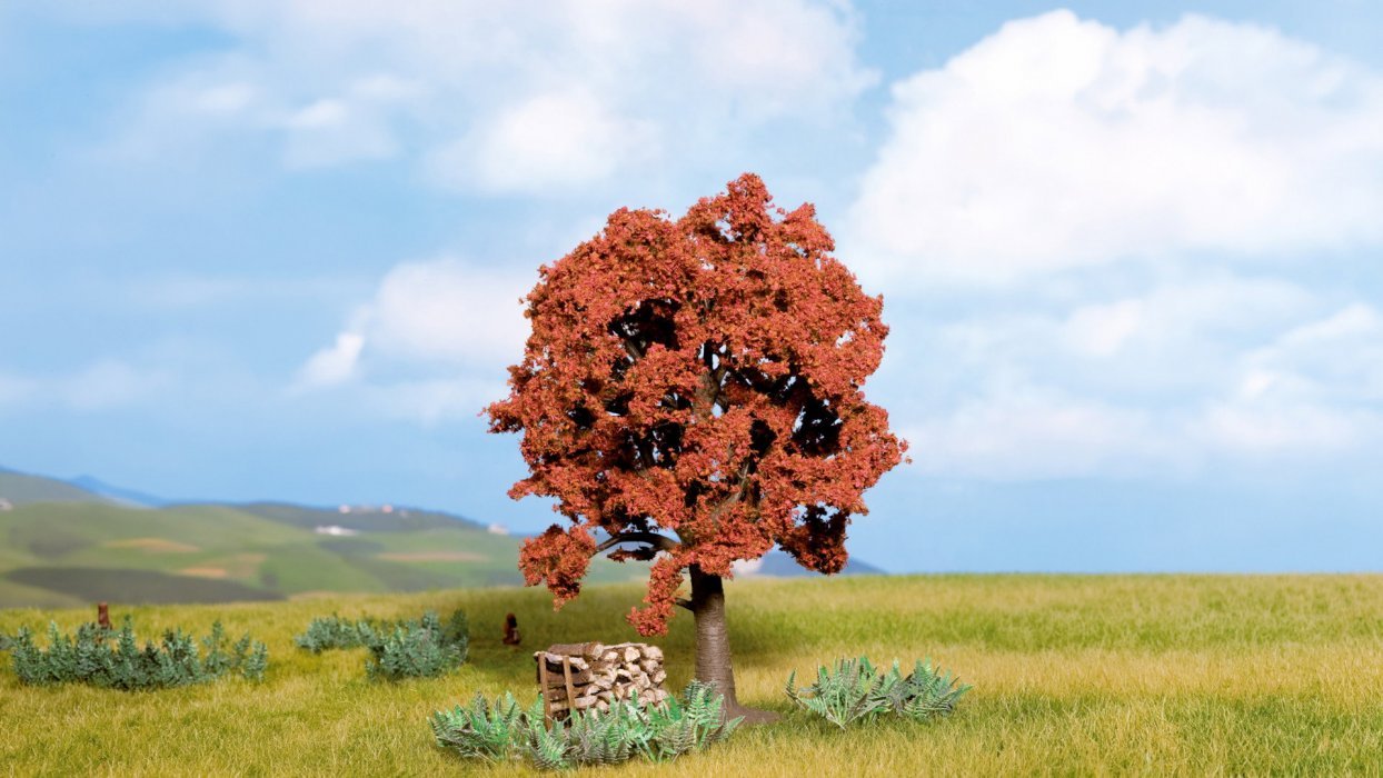 Copper Beech, NOCH 21730