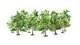 Deciduous Trees, NOCH 24601