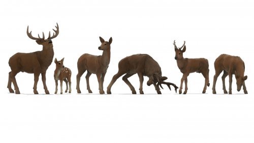 Deer, NOCH 44541
