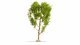 Downy Birch Tree, NOCH 20125