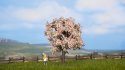 Fruit Tree 3′-Blooming, All Scales, NOCH 21570