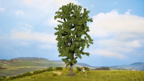 Horse Chestnut Tree, NOCH 25895