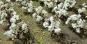Cotton Plants pkg(40), HO, JTT Miniature Tree 95590