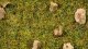 Scatter Grass “Alpine Meadow”, All Scales, NOCH 08360