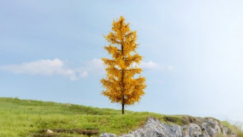 New Larch, autumnal, All Scales, NOCH 20167
