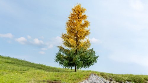 New Larch, autumnal, All Scales, NOCH 20168