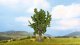 Oak Tree, All Scales, NOCH 25860