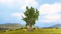 Oak Tree, All Scales, NOCH 25860