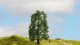 Oak, All Scales, NOCH 20110