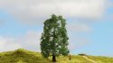 Oak, All Scales, NOCH 20110