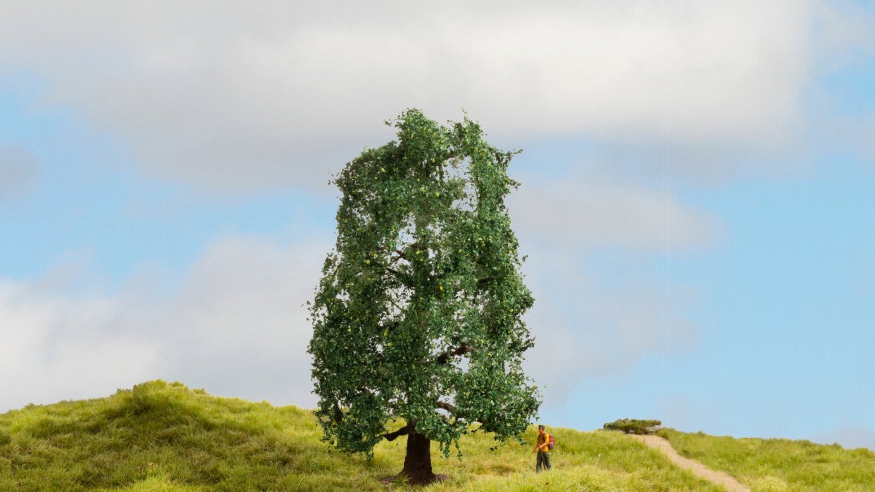 Oak, All Scales, NOCH 20110