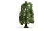 Oak, All Scales, NOCH 20110