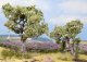Olive Trees, All Scales, NOCH 21995