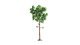 Pine Tree, All Scales, NOCH 21914